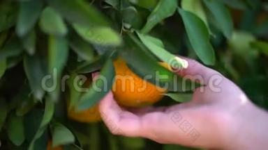 挂在一棵<strong>橘子</strong>树上的多汁美味<strong>橘子</strong>的特写。 女人的手试图摘<strong>橘子</strong>特写。 慢动作。